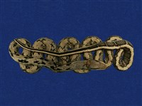 藏品(錦蛇)的圖片